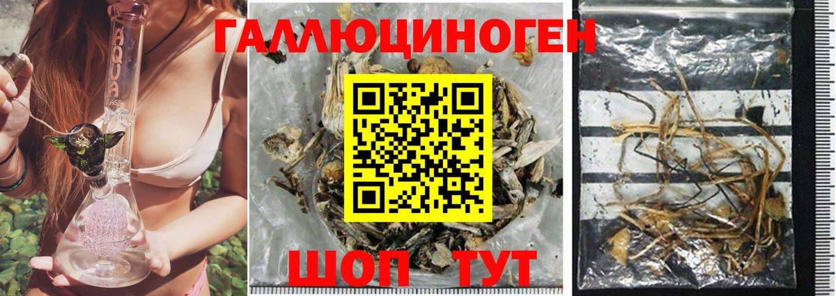Псилоцибиновые грибы Cubensis Великие Луки